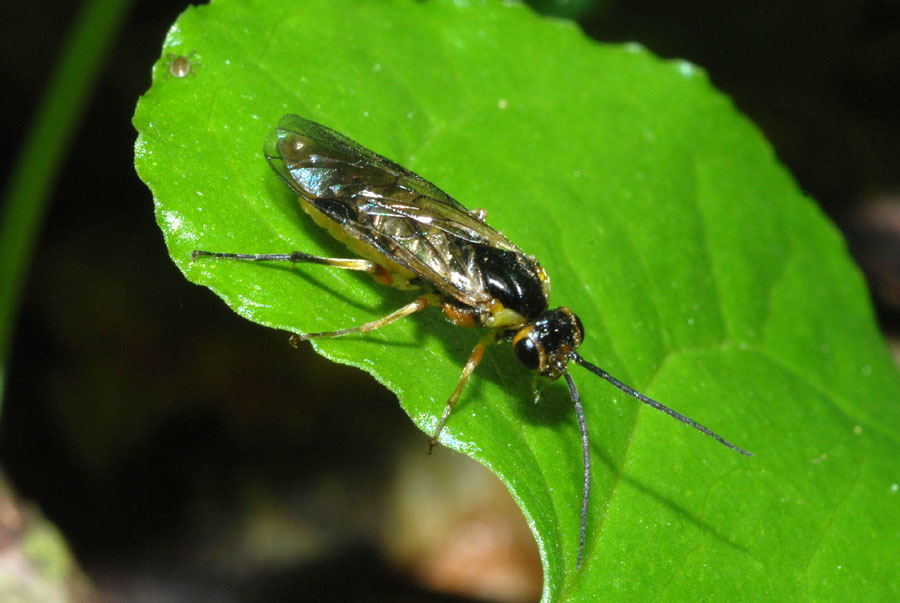 Conopidae in accoppiamento e Tenthredinidae